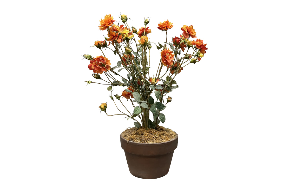 Confetti Roses with Planter